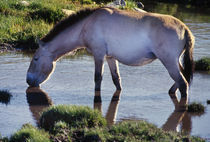 Takhi drinking water, Hustain Nuruu National Park von Danita Delimont