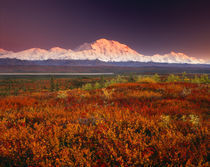 USA, Alaska, Denali NP, Sunset light on Mt McKinley von Danita Delimont