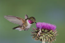 Broad-tailed Hummingbird by Danita Delimont