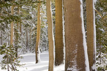 Grove of mature and tall Sierra Lodgepole pines (Pinus contorta) in first snow by Danita Delimont