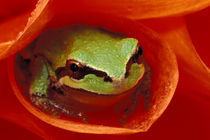 Pacific Chorus frog in dahlia. Credit as von Danita Delimont
