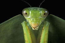 CA, Panama, Barro Colorado Island Praying mantis (Mantidae family) by Danita Delimont