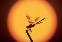 Four-spotted Pennant, Brachymesia gravida von Danita Delimont