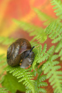 USA,Adirondacks,Snail on Fern in Fall. Credit as von Danita Delimont