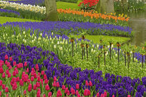 Pattern of tulips hyacinth and Grape Hyacinth flowers, Keukenhof Gardens von Danita Delimont