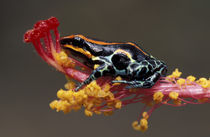 Peru, Peruvian Rain Forest, Poison Arrow Frog on flower von Danita Delimont