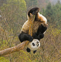 Wolong Panda Reserve, China, 2 1/2 yr old panda upside down on tree snag by Danita Delimont