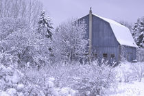 USA, Michigan,Rochester Hills Snowy blue barn, snow, farm, barn von Danita Delimont