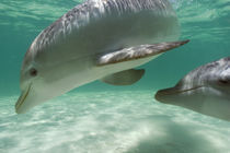 Bottlenose Dolphins Carribean Sea near Roatan, Honduras by Danita Delimont