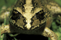 South America, Chile, Lake District. Temperate forest frog (Alsodes sp) von Danita Delimont