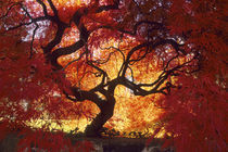 Connecticut: Darien, Japanese maple ('Acer palmatum'), October. by Danita Delimont