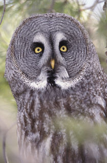 Great Gray Owl (Strix nebulosa) von Danita Delimont