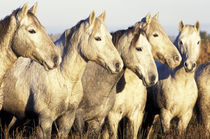 Europe, France, Ile del la Camargue. Camargue Horses (Eguus caballus) by Danita Delimont