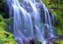 Spring-time fresh water flowing over moss carpeted rocks Proxy Falls von Danita Delimont