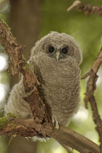 Oreogn, Coast Range, a Northern Spotted Owl (Strix occidentalis) fledgling by Danita Delimont