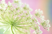 USA, Washington, Close-up of cow parsnip flower with colorful background von Danita Delimont