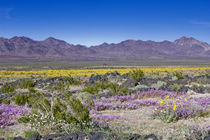 Sand Verbena & Desert Gold at Amboy Crater, CA, USA von Danita Delimont