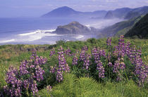 N.A., USA, Oregon, Nesika Beach Lupine and Oregon coastline von Danita Delimont