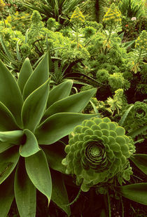 Succulent garden with agaves, Agave parryi, Big Sur, California by Danita Delimont