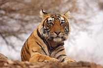 Royal Bengal Tiger - a close up, Ranthambhor National Park, India. by Danita Delimont