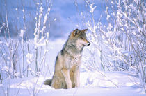 Timber Wolf sitting in the Snow Canis lupus Movie Animal (Utah) by Danita Delimont