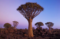 AFRICA, Namibia, Quiver tree forest at dusk von Danita Delimont