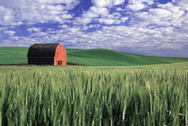 Red barn in wheat & barley field in Whitman County, Washington state  PR by Danita Delimont