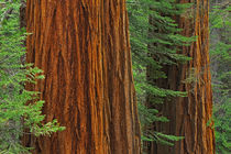 Giant Sequoia trunks in forest, Yosemite National Park, California by Danita Delimont