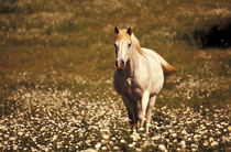 North America, USA, Oregon. Horse in a field of daisies von Danita Delimont