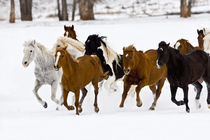 A winter scenic of running horses on The Hideout Ranch in Shell Wyoming. by Danita Delimont