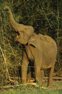 Asiatic elephant foraging on bamboo, Nagarahole National Park by Danita Delimont