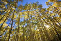 North America,USA,Colorado,Autumn Aspens Along the Last Dollar Road by Danita Delimont