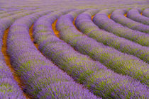 France, Provence region. Curved rows of lavender near the village of Sault, by Danita Delimont