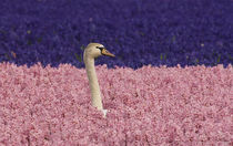 Europe,Holland,Swan nesting and alert in field of pink and blue hyacinths von Danita Delimont