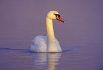 Mute Swan, Cygnus olor,male, Unterlunkhofen, Switzerland, Dezember 1998 by Danita Delimont