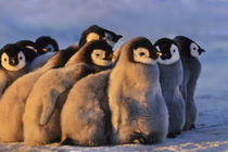 Emperor penguin chicks, Aptenodytes forsteri, Antarctica by Danita Delimont