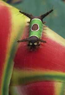 Costa Rica, Close-up of Caterpillar on Heliconia plant. Credit as by Danita Delimont