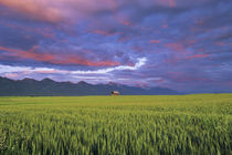 Barn amonst Wheat Field in the Mission Valley of Montana by Danita Delimont