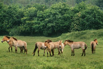 Herd of takhi, Equus ferus przewalskii, Lelystad, Netherlands by Danita Delimont