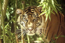 Sumatran Tiger (Panthera tigris sumatrae)USA von Danita Delimont
