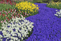 Daffodils and Grape Hyacinth, Keukenhof Gardens, Lisse, Netherlands by Danita Delimont