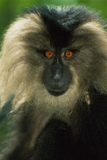 Lion-tailed macaque, Macaca silenus, India by Danita Delimont