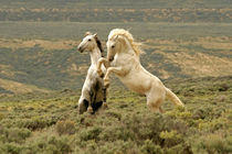 'USA, Wyoming, Carbon County. Two wild stallions fight for dominance. Credit as' von Danita Delimont