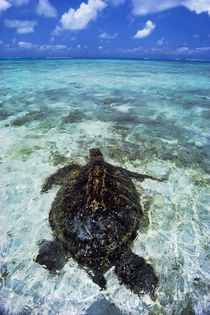 Green sea turtle in lagoon, Chelonia mydas, Hawaiian Leeward Islands by Danita Delimont