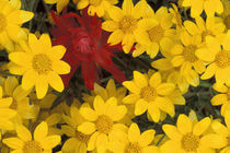 NA, USA, Washington, Cascades, Box Canyon Creek Paint brush and yellow daisies von Danita Delimont