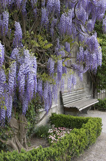 Europe, Austria, Salzburg Stadt, Salzburg, wisteria in Mirabell Garden by Danita Delimont