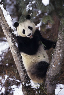 Asia, China, Sichuan Province by Danita Delimont