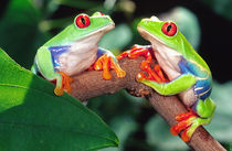 Red Eye Treefrog Pair, Agalychinis callidryas, Native to Central America by Danita Delimont