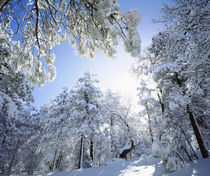 USA, California, Cleveland National Forest von Danita Delimont