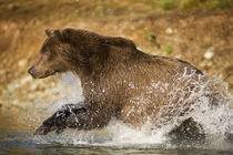 Grizzly Bear, Katmai National Park, Alaska by Danita Delimont